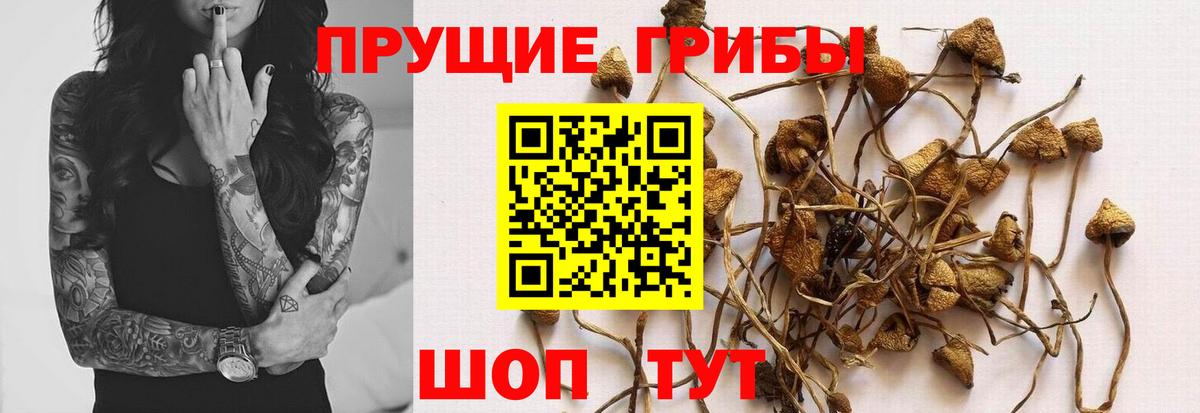 Псилоцибиновые грибы Magic Shrooms  Псилоцибиновые грибы прущие грибы  Вход с VPN  Санкт-Петербург 